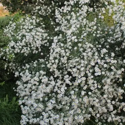 Болтония СНОУБЭНК в Рогачеве