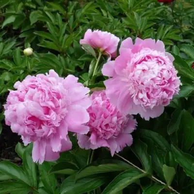 Пион МЕСЬЕ ЖЮЛЬ ЭЛИ травянистый в Рогачеве