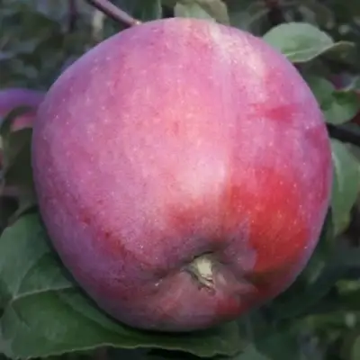 Яблоня ЗОРКА в Рогачеве