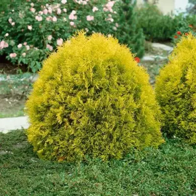 Туя РЕЙНГОЛД западная в Рогачеве