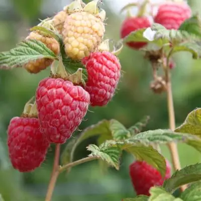 Малина МОЛЛИНГ ДЖУНО в Рогачеве