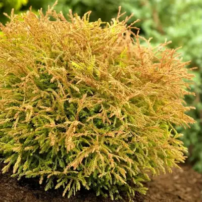 Туя ГОЛДЕН ТАФФЕТ западная в Рогачеве