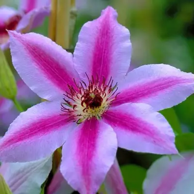 Клематис НЕЛЛИ МОЗЕР в Рогачеве