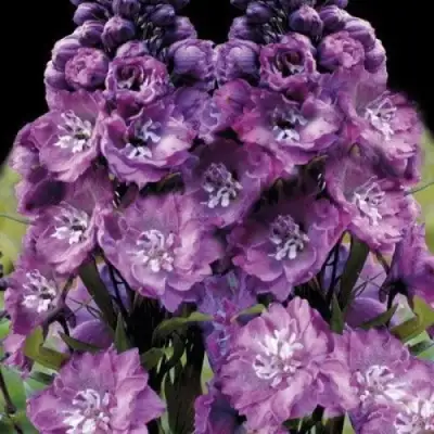 Дельфиниум ДЕЛЬФИС ПИНК ПАУЭ высокий в Рогачеве