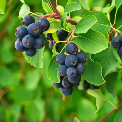 Ирга КОЛОСИСТАЯ в Рогачеве