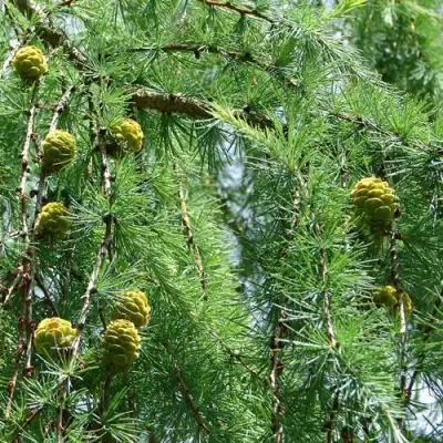 Лиственница КЕМПФЕРА в Рогачеве