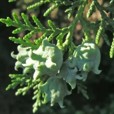 Туя восточная в Рогачеве