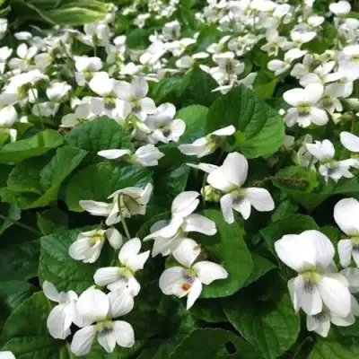 Фиалка АЛЬБИФЛОРА сестринская в Рогачеве