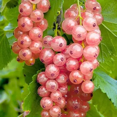 Смородина белая ПРЫГАЖУНЯ (РОЗОВАЯ) в Рогачеве