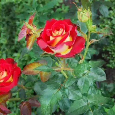 Роза ФРЕНДШИП чайно-гибридная в Рогачеве