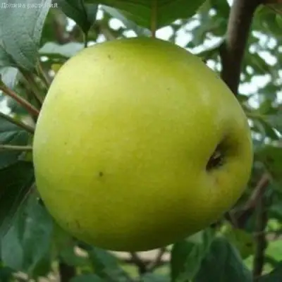 Яблоня КОШТЕЛЯ в Рогачеве