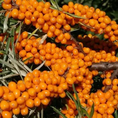 Облепиха АЛТАЙСКАЯ в Рогачеве