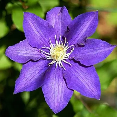 Клематис ЗЕ ПРЕЗИДЕНТ в Рогачеве