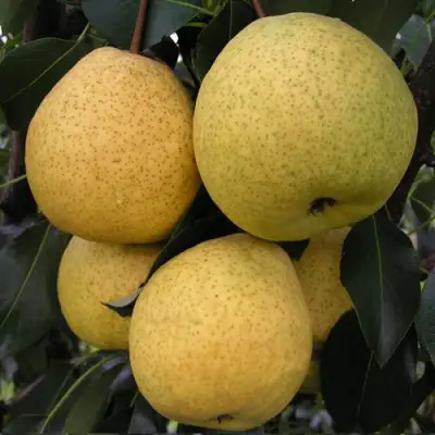 Груша ВЕЛИКАЯ ЛЕТНЯЯ (БОЛЬШАЯ ЛЕТНЯЯ) в Рогачеве