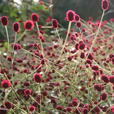 Кровохлебка ЧОКОЛАТ ТИП в Рогачеве