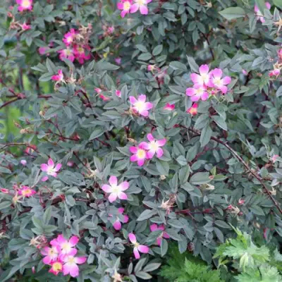 Роза сизая в Рогачеве