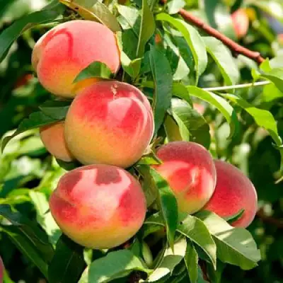 Персик ДИВНЫЙ в Рогачеве