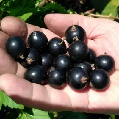 Смородина черная ЧЕРНООКАЯ в Рогачеве