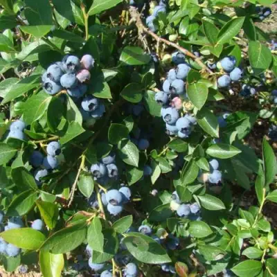 Голубика БЛЮЭТТА в Рогачеве