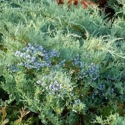Можжевельник ГРЕЙ ОУЛ виргинский  в Рогачеве