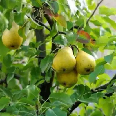 Груша ВИЛИЯ в Рогачеве