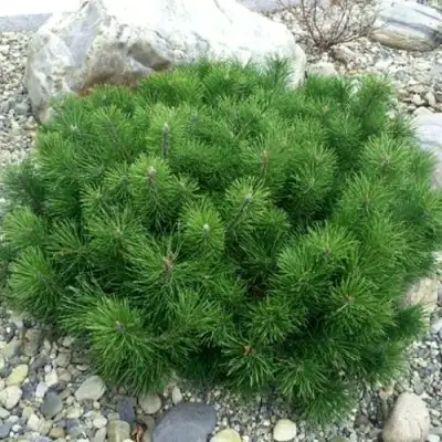 Сосна горная МУГУС в Рогачеве