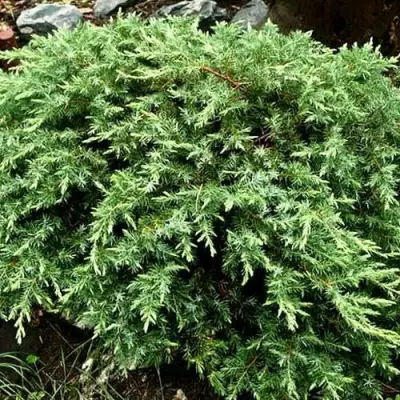 Можжевельник ШЛЯГЕР прибрежный в Рогачеве