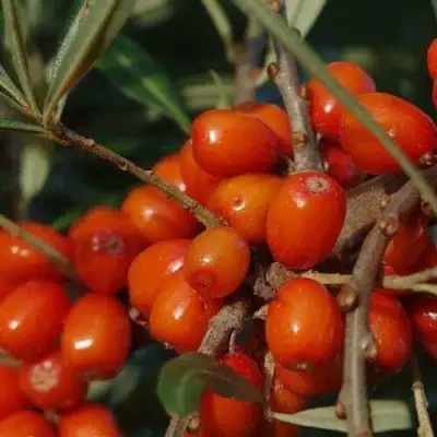 Облепиха ВОРОБЬЕВСКАЯ в Рогачеве