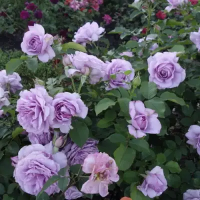 Роза ЛАВ СОНГ флорибунда в Рогачеве
