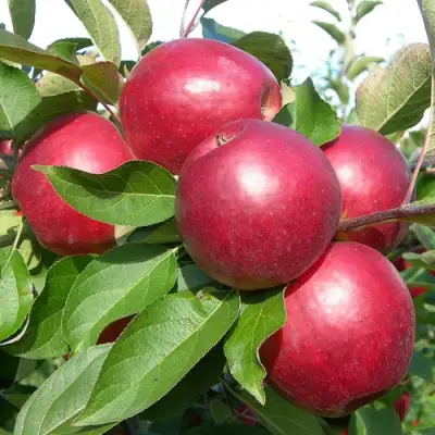 Яблоня КОВАЛЕНКОВСКОЕ в Рогачеве