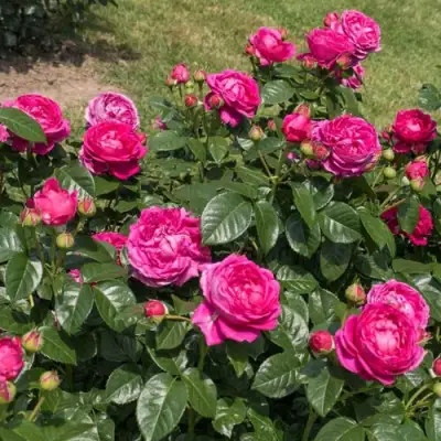 Роза АНУШКА чайно-гибридная в Рогачеве