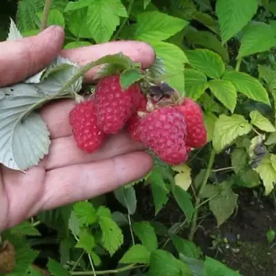 Малина КОРПИКО в Рогачеве