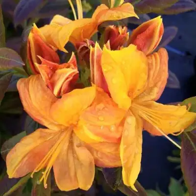 Азалия КЛОНДАЙК листопадная в Рогачеве