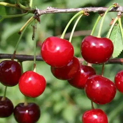 Вишня ХАРИТОНОВСКАЯ в Рогачеве