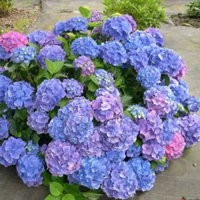 Гортензия БОДЕНСИ крупнолистная в Рогачеве