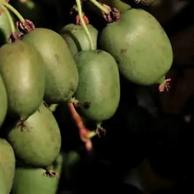 Актинидия РОГОВ аргута в Рогачеве