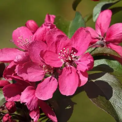 Яблоня НЕДЗВЕЦКОГО в Рогачеве