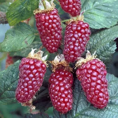 Ежемалина ТАЙБЕРРИ в Рогачеве