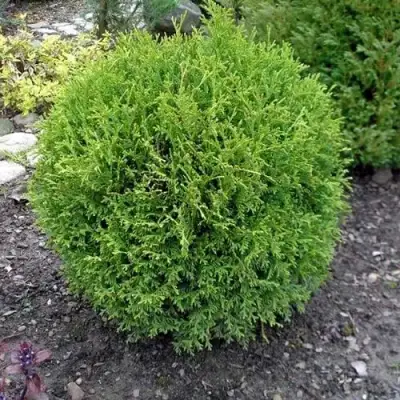 Туя ХОЗЕРИ западная в Рогачеве