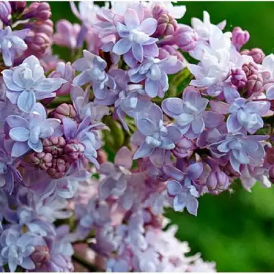 Сирень ПАМЯТЬ О ВАВИЛОВЕ в Рогачеве