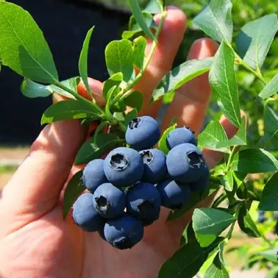 Голубика НОРТ КАНТРИ в Рогачеве