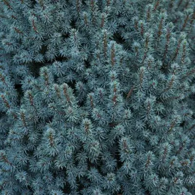 Ель САНДЕРС БЛЮ канадская в Рогачеве