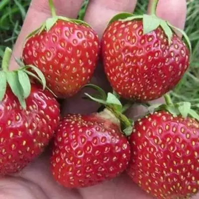 Клубника ВИМА ЗАНТА в Рогачеве