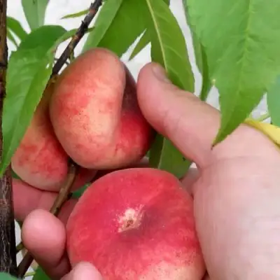 Персик САТУРН ИНЖИРНЫЙ в Рогачеве