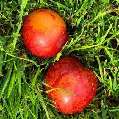 Шарафуга НЕКТАРИННАЯ в Рогачеве