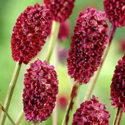 Кровохлебка ТАННА лекарственная в Рогачеве