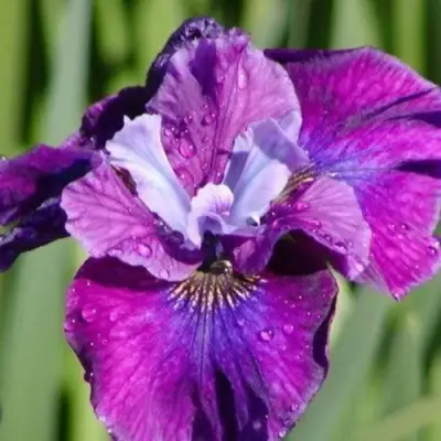 Ирис СИ Я ЛЕЙТЕР сибирский в Рогачеве