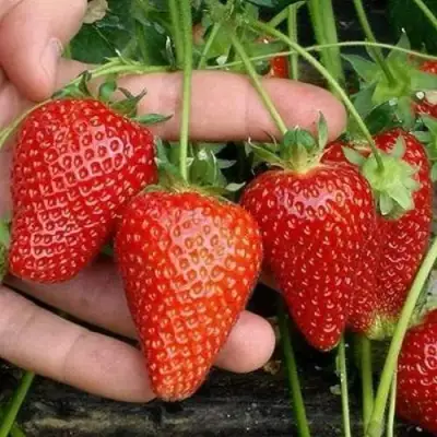 Клубника АЛЬБА в Рогачеве