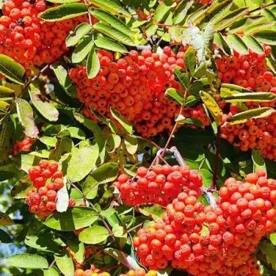 Рябина СОРБИНКА сладкоплодная в Рогачеве