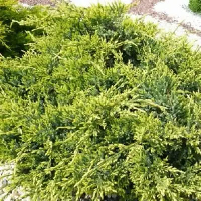 Можжевельник ГОЛД СТАР средний в Рогачеве